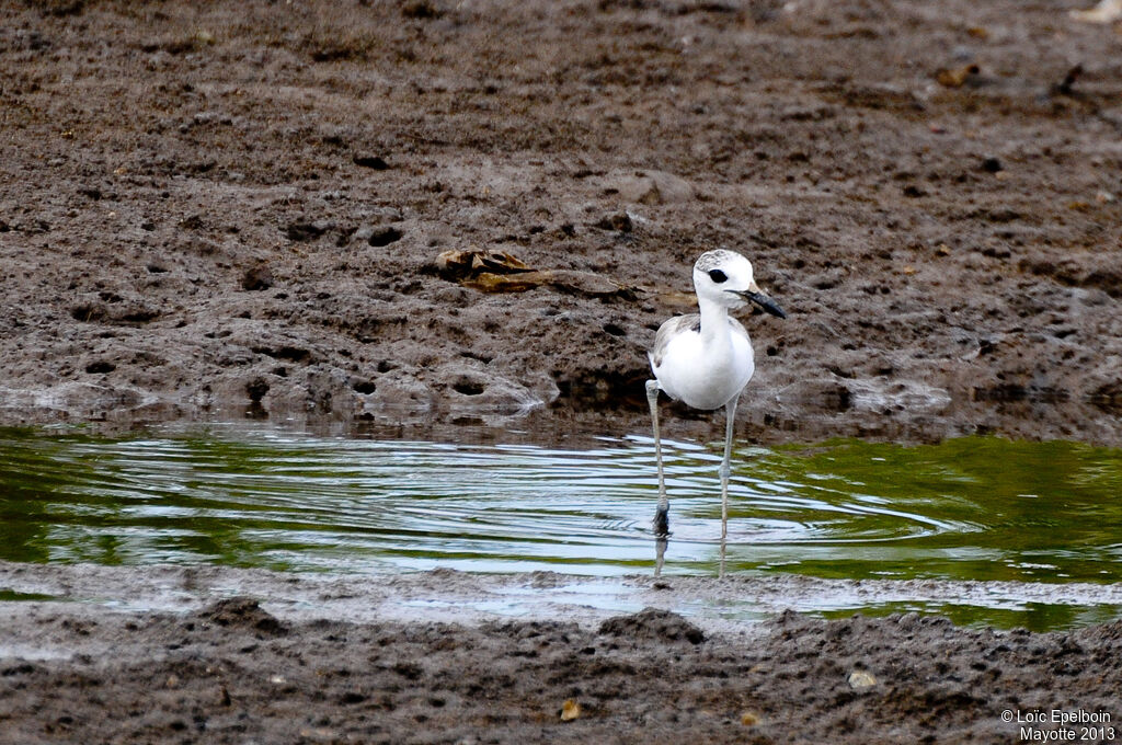 Crab-plover