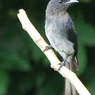 Drongo à ventre blanc