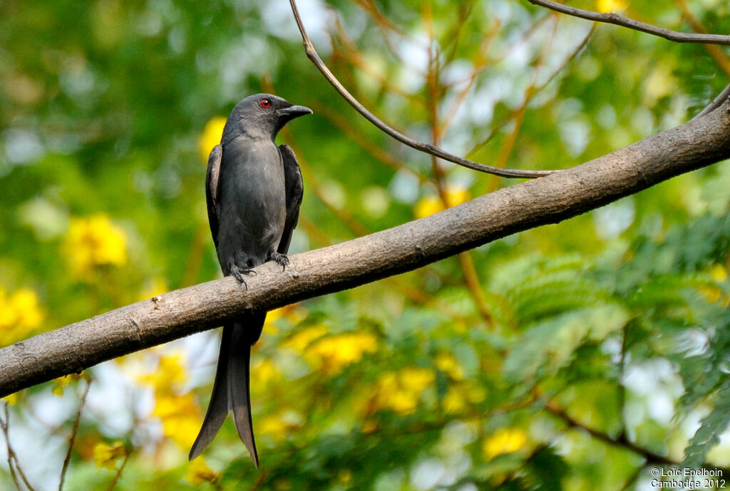 Ashy Drongo