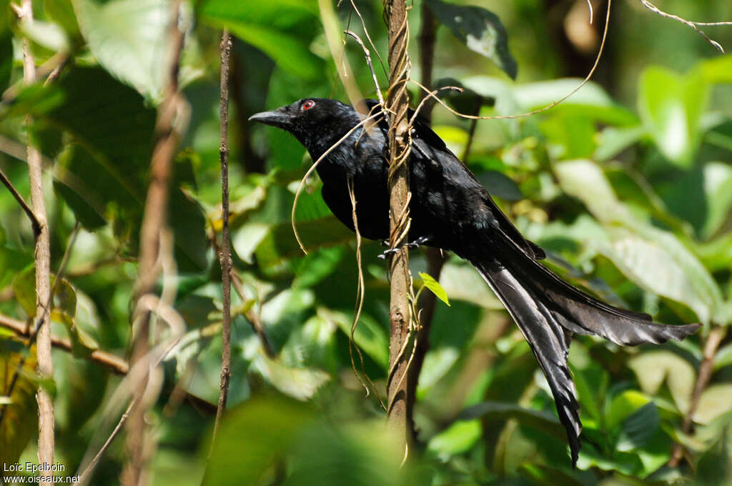 Mayotte Drongoadult, habitat