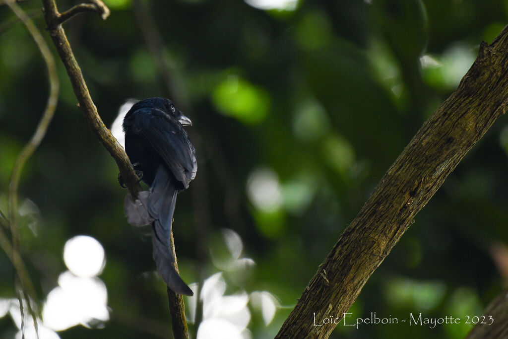 Mayotte Drongo