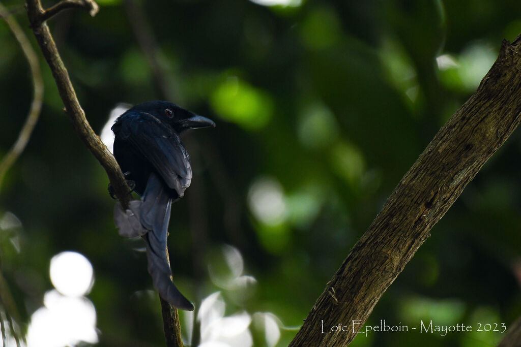 Mayotte Drongo