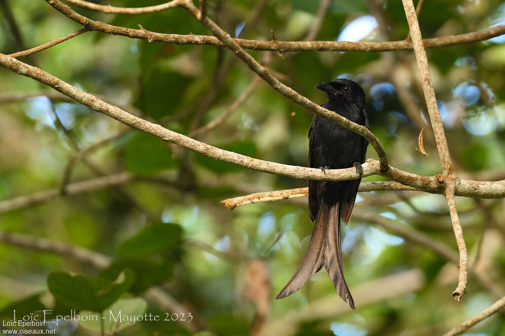 Mayotte Drongoadult, habitat