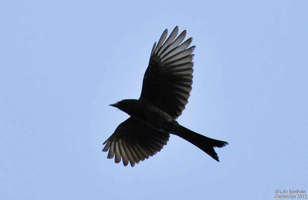 Drongo royal