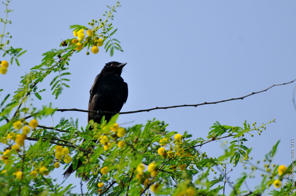Drongo royal