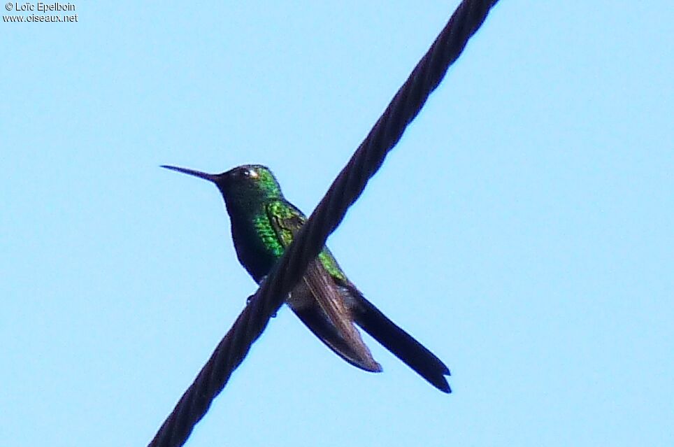 Cuban Emerald