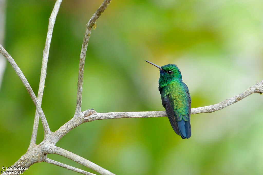 Blue-tailed Emerald