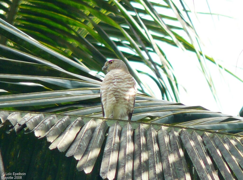 Frances's Sparrowhawk