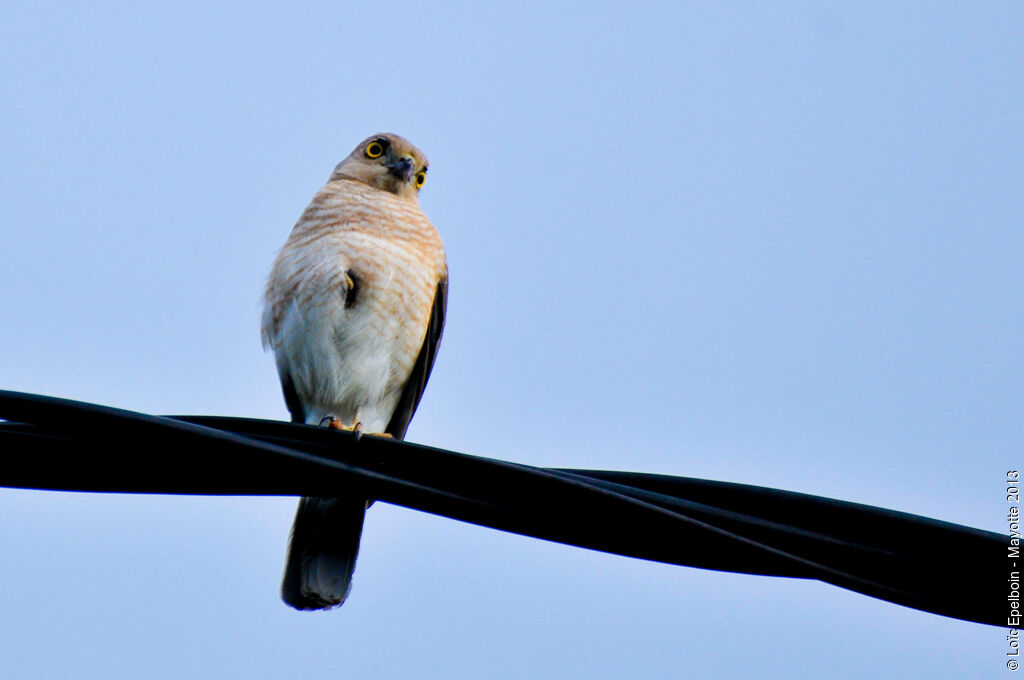 Frances's Sparrowhawk