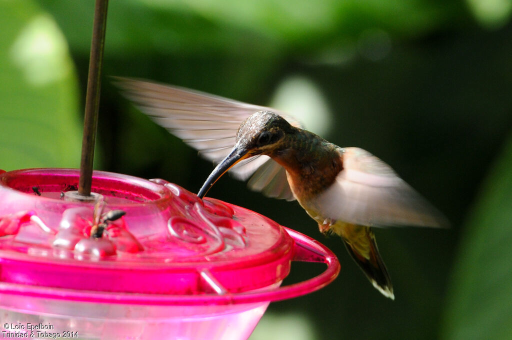 Rufous-breasted Hermit