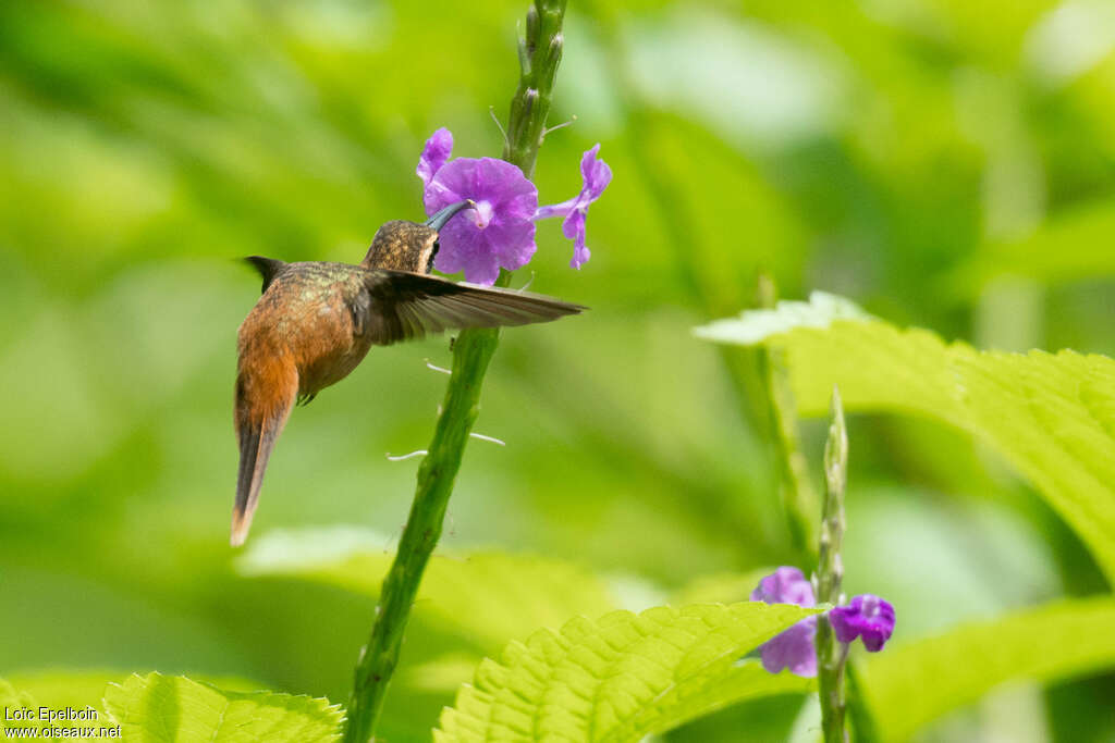 Reddish Hermitadult, Flight, eats