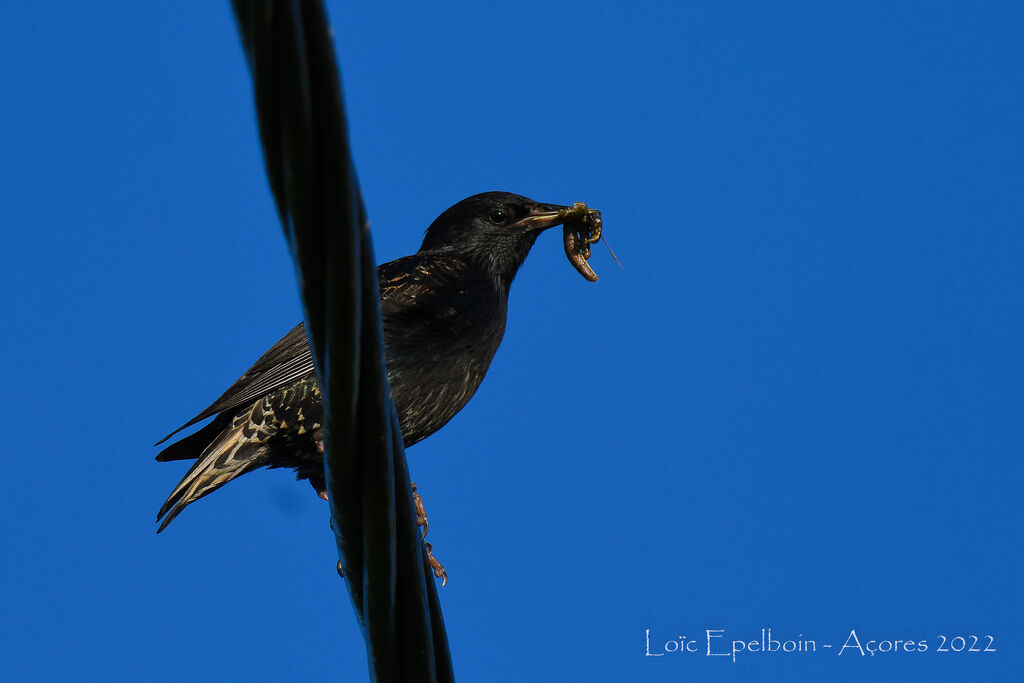 Common Starling
