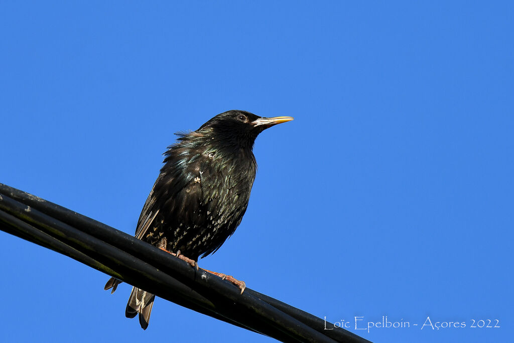 Common Starling