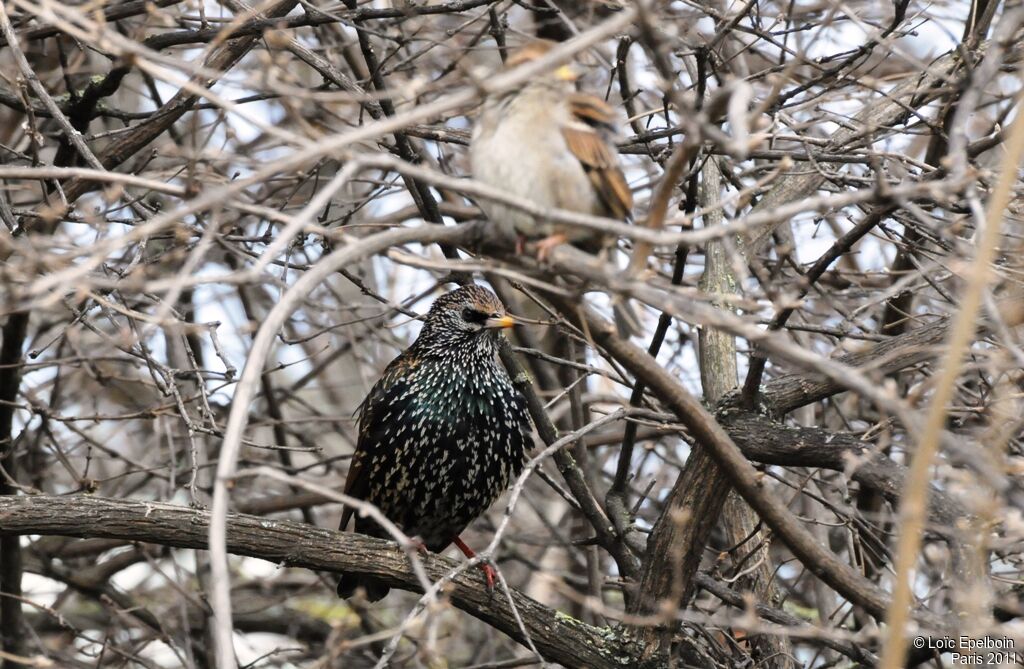 Common Starling