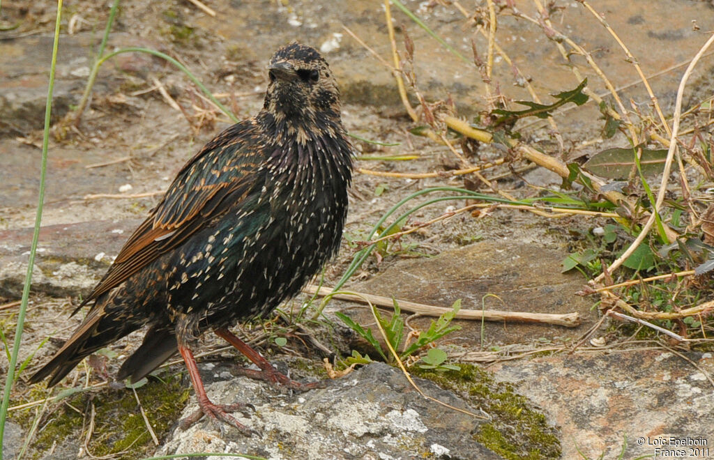 Common Starling