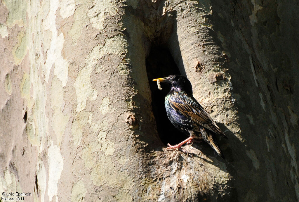 Common Starling