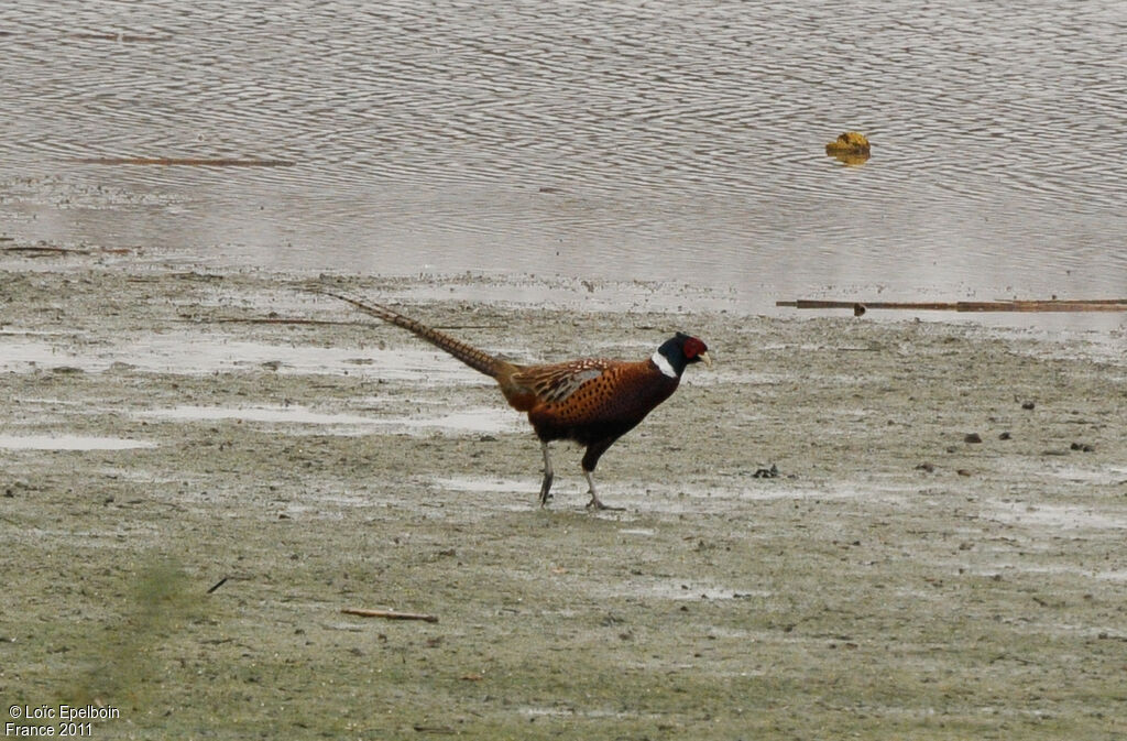 Common Pheasant