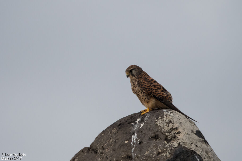 Common Kestrel