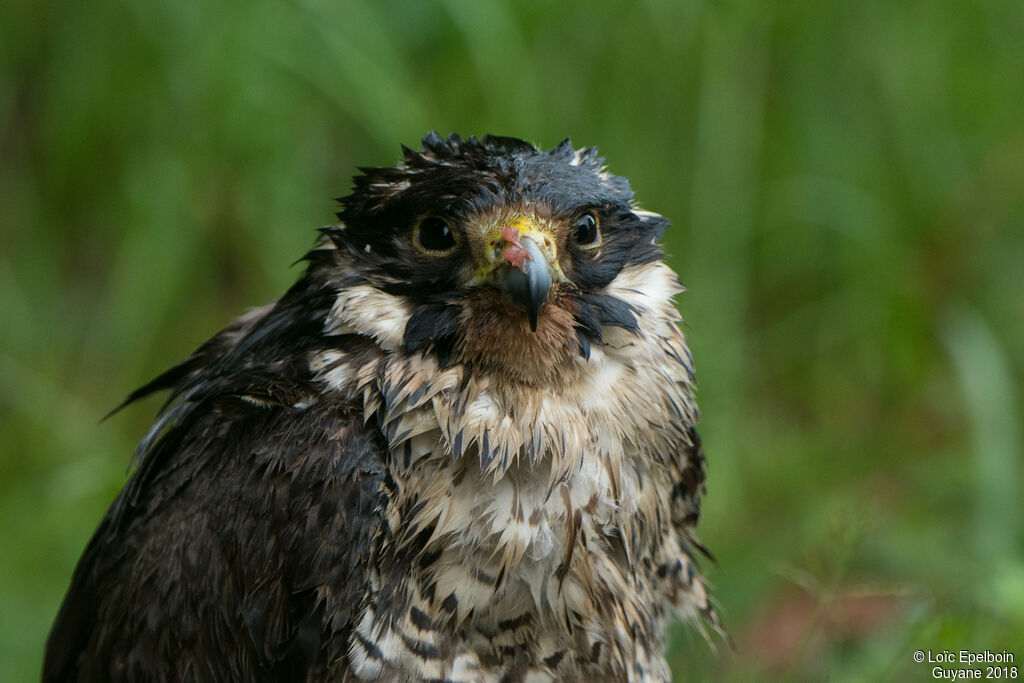 Peregrine Falcon