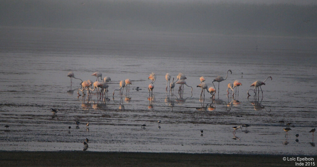 Flamant rose