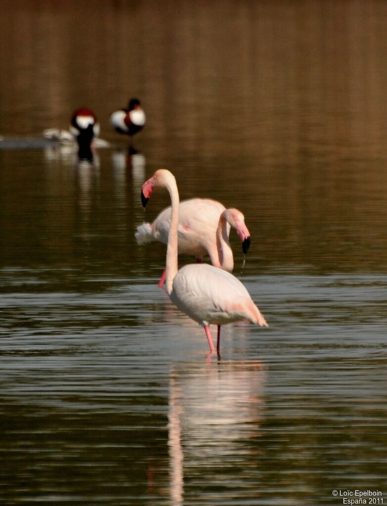 Greater Flamingo