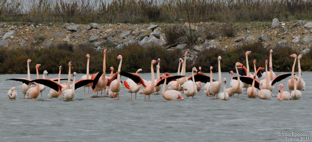 Flamant rose
