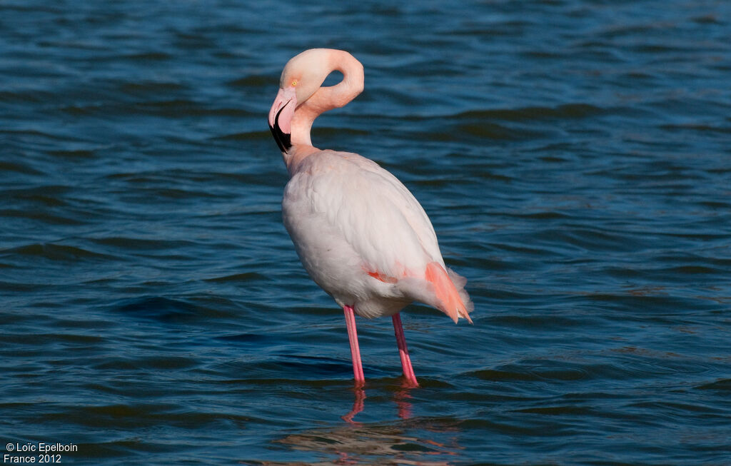 Flamant rose