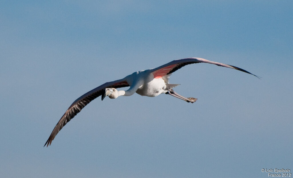 Flamant rose