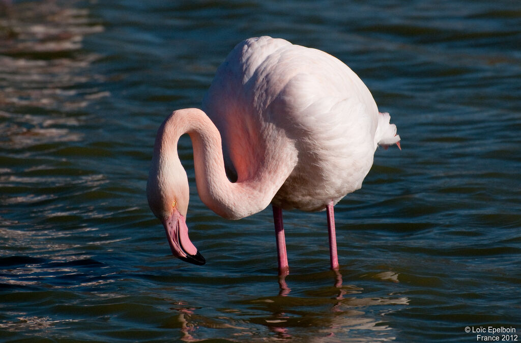 Flamant rose