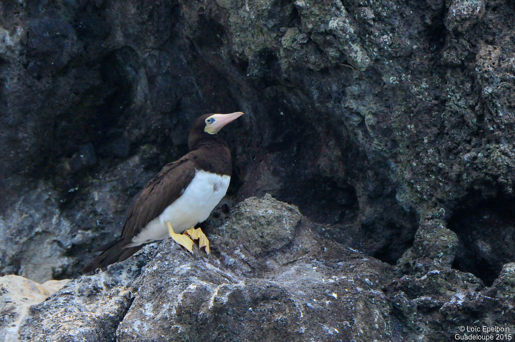 Brown Booby