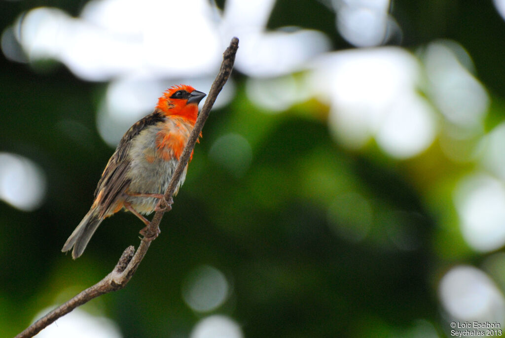 Red Fody