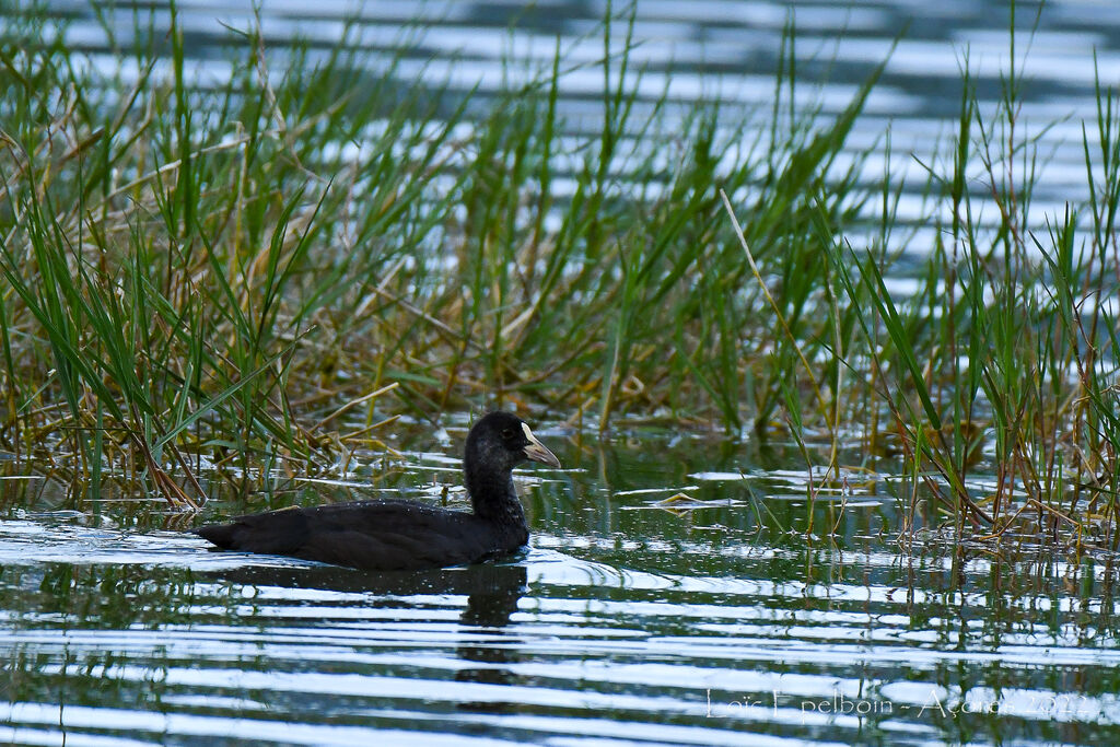 Eurasian Coot