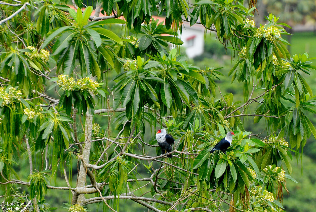 Seychelles Blue Pigeon