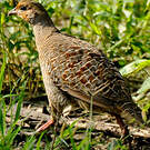 Francolin gris