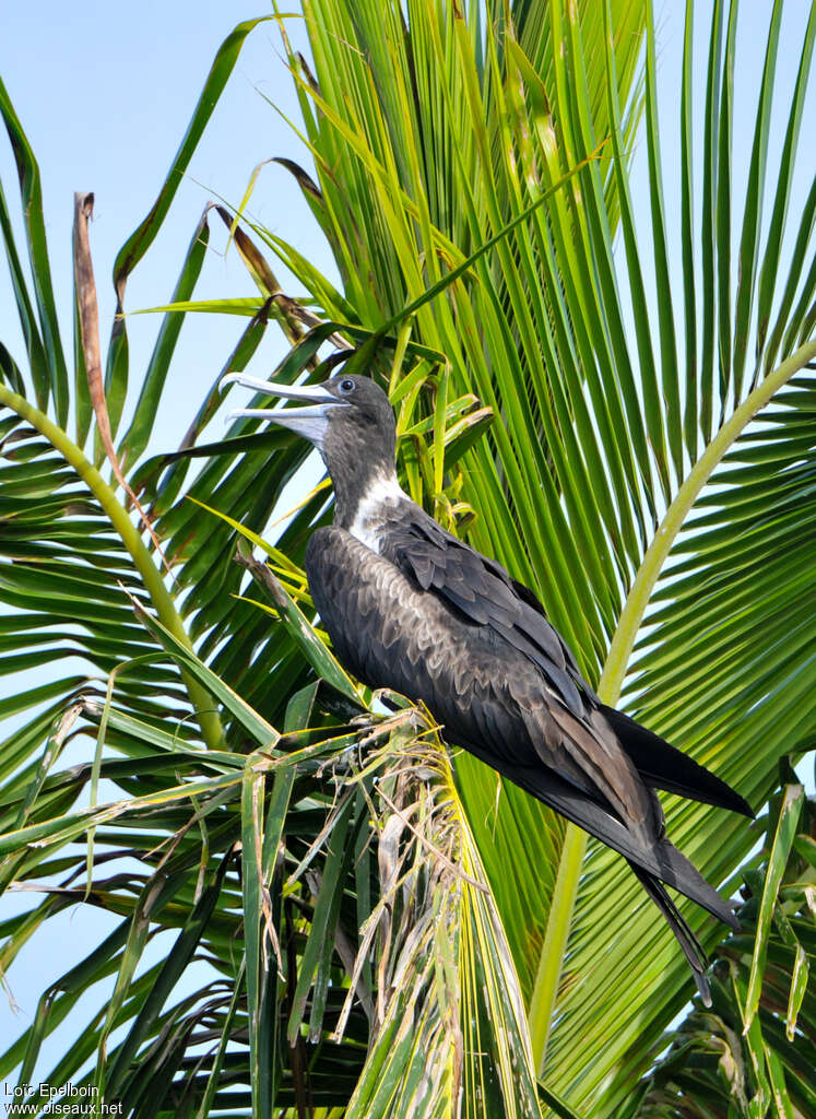Magnificent Frigatebird, identification