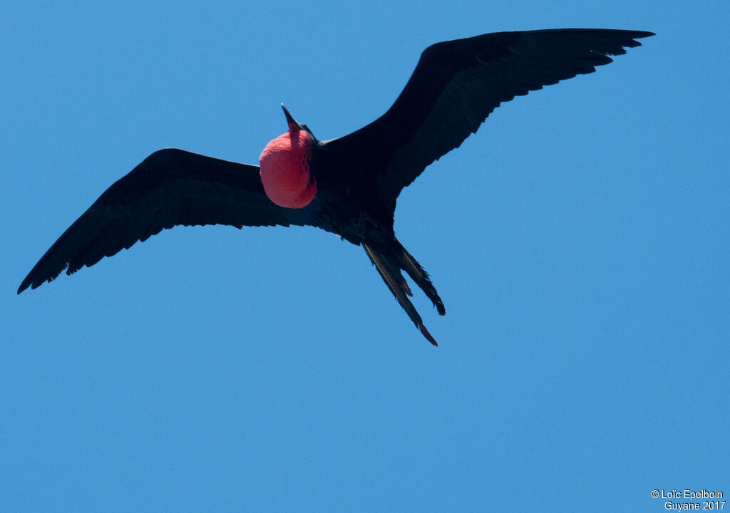 Magnificent Frigatebird