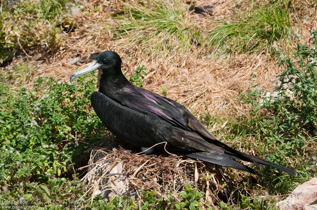 Magnificent Frigatebird male adult
