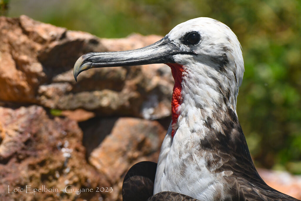 Magnificent Frigatebird