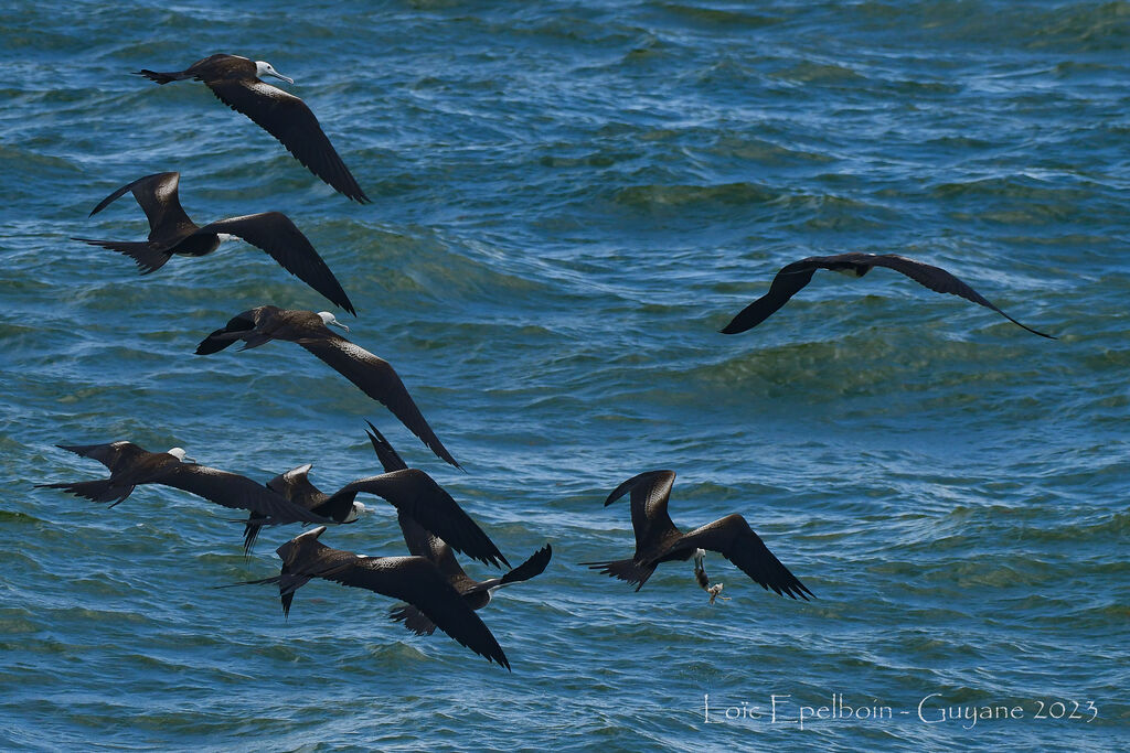 Magnificent Frigatebird