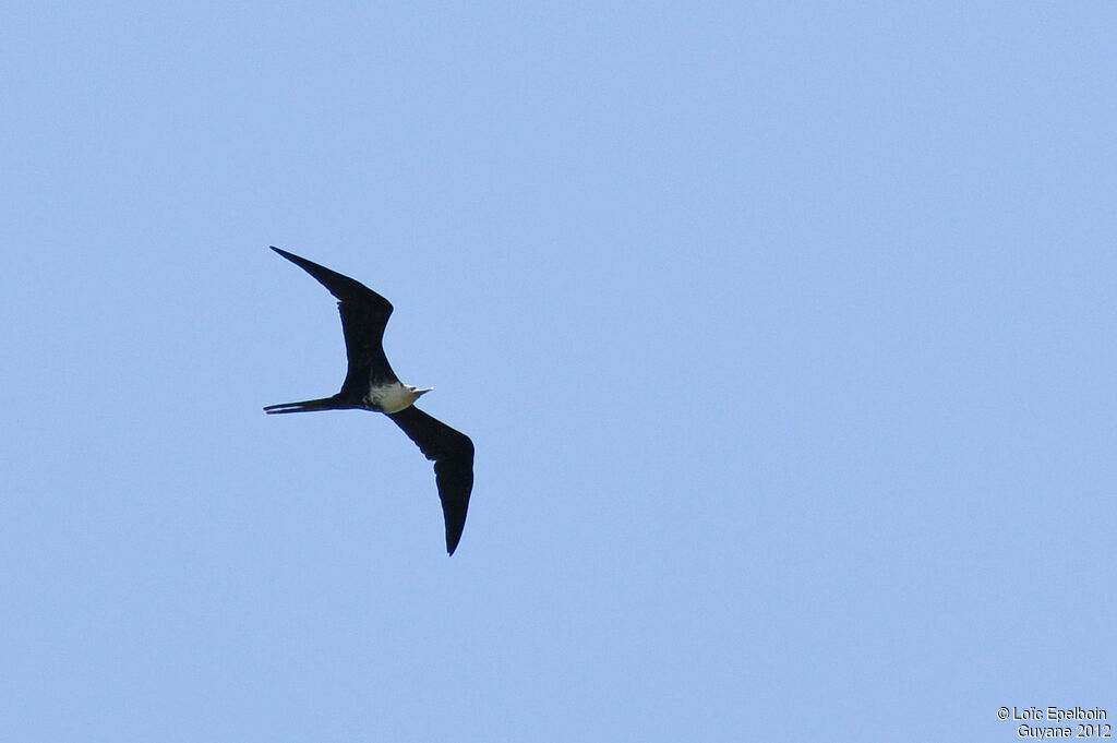 Magnificent Frigatebird