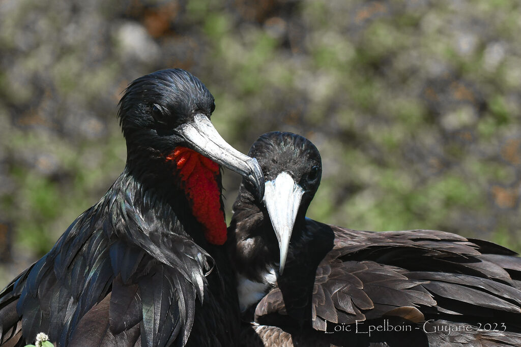 Magnificent Frigatebird