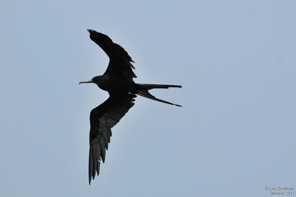 Magnificent Frigatebird