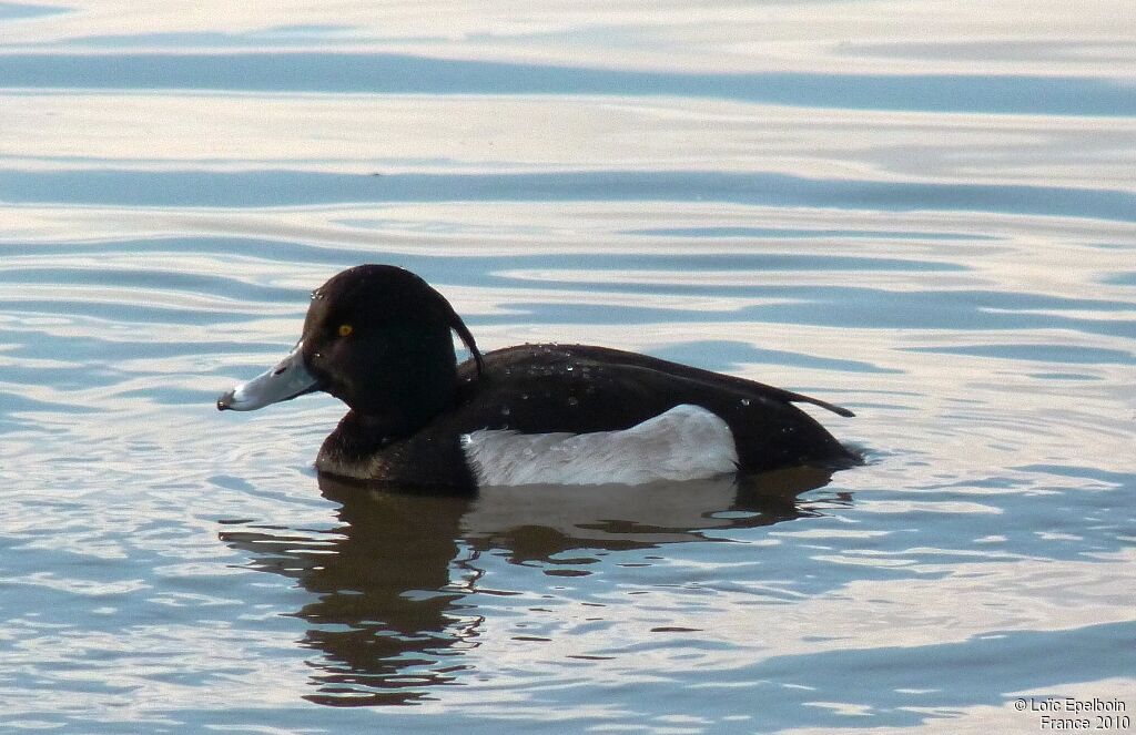 Fuligule morillon