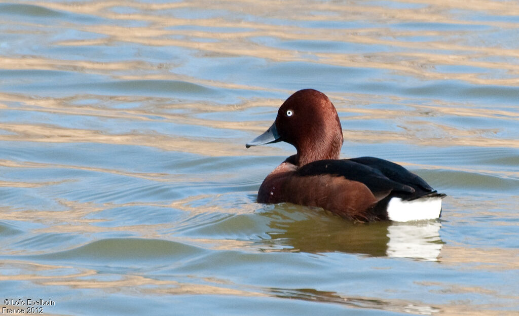 Ferruginous Duck
