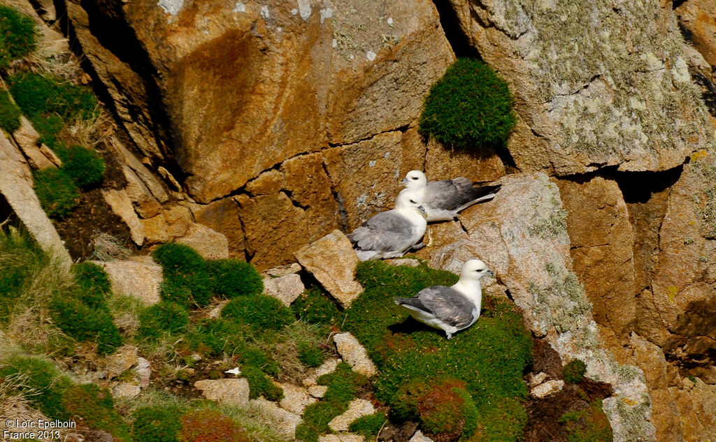 Northern Fulmar
