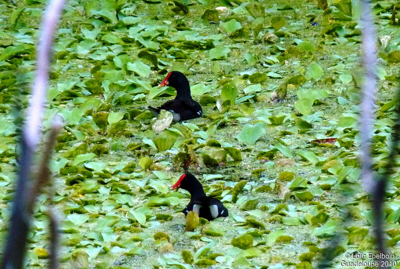 Common Gallinule