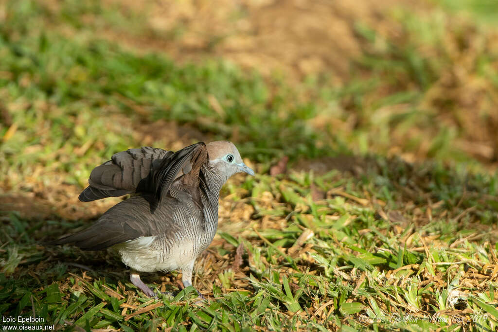 Zebra Doveadult, Behaviour