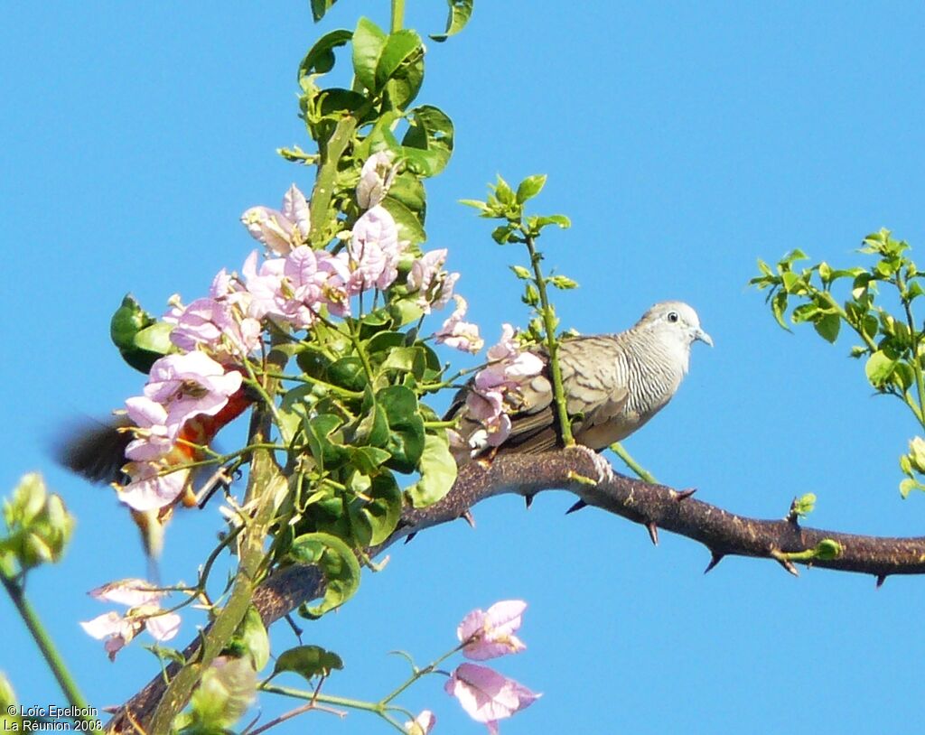 Zebra Dove