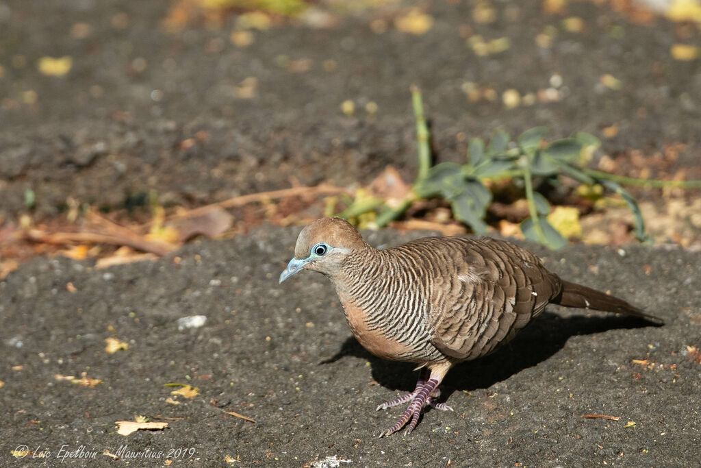 Zebra Dove