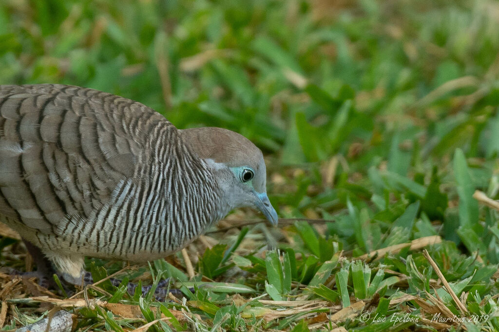 Zebra Dove